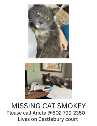Lost Male Cat last seen Lake Braddock and Castlebury ct in Burke, BA, Burke, VA 22015