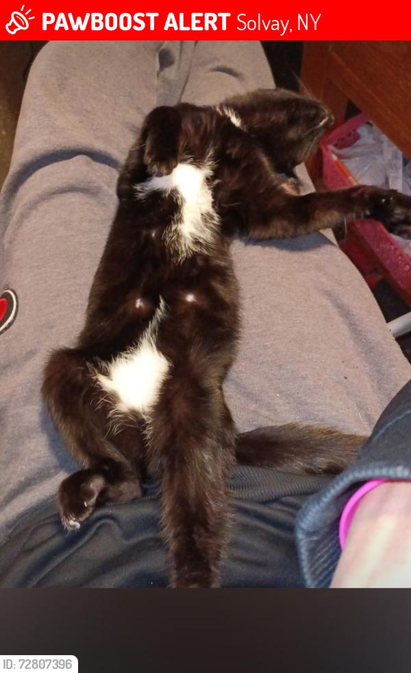 Lost Female Cat last seen Charles Ave & Carolina Ave, Solvay, NY 13209