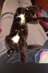 Lost Female Cat last seen Charles Ave & Carolina Ave, Solvay, NY 13209