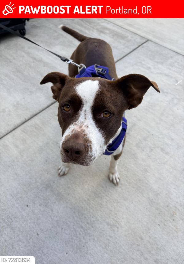 Lost Female Dog last seen Skidmore Fountain , Portland, OR 97204