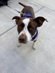 Lost Female Dog last seen Skidmore Fountain , Portland, OR 97204