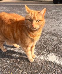 Lost Female Cat last seen Woodside Park Station , Greater London, England N12 7BW