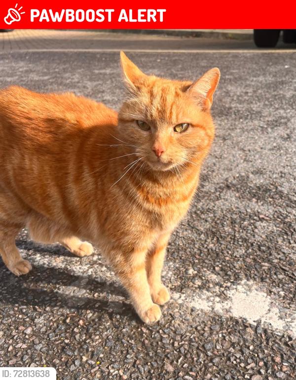 Lost Female Cat last seen Woodside Park Station , Greater London, England N12 7BW