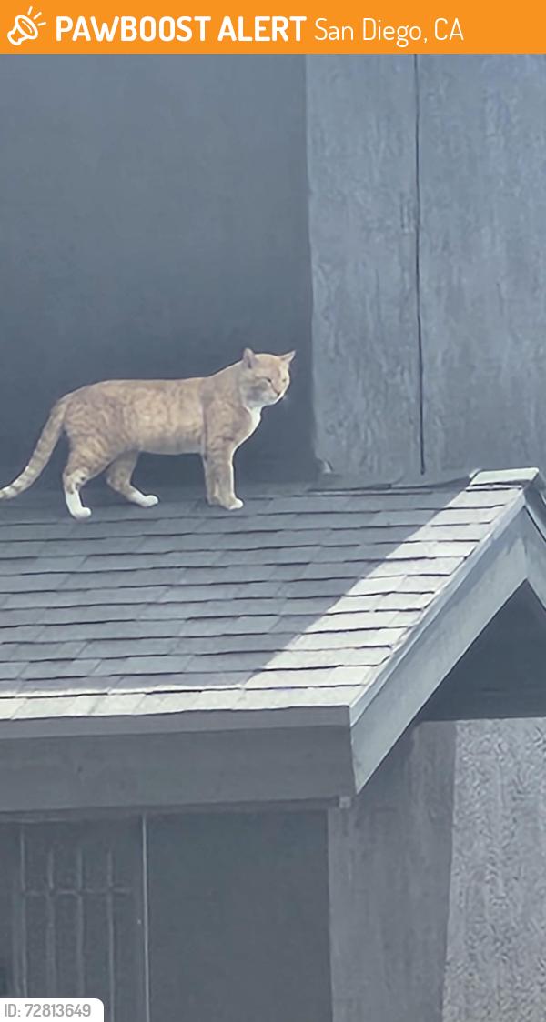 Found/Stray Unknown Cat last seen On a hse near my neighborhood, San Diego, CA 92111