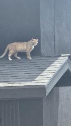 Found/Stray Unknown Cat last seen On a hse near my neighborhood, San Diego, CA 92111