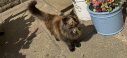 Lost Female Cat last seen Harold park, Low Moor, England BD12 0DX