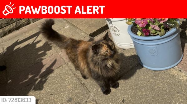 Lost Female Cat last seen Harold park, Low Moor, England BD12 0DX