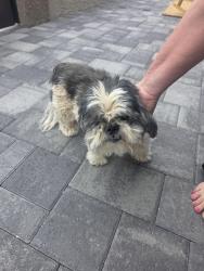 Found/Stray Male Dog last seen Torrey pines / Ellhorn, Las Vegas, NV 89131
