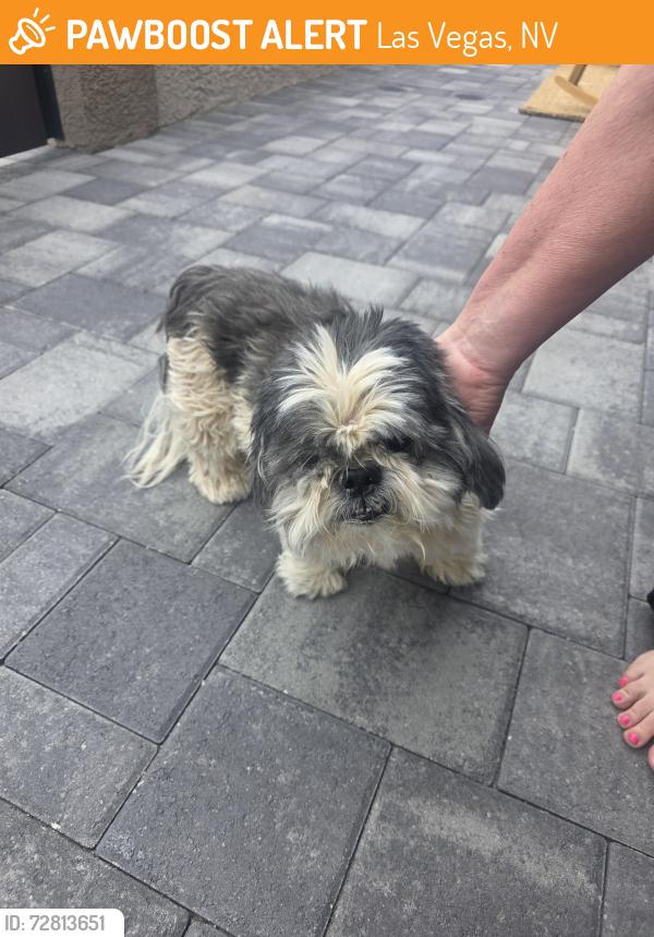 Found/Stray Male Dog last seen Torrey pines / Ellhorn, Las Vegas, NV 89131
