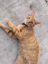 Lost Male Cat last seen Near southwest 65th avenue, Boca Raton, FL 33428