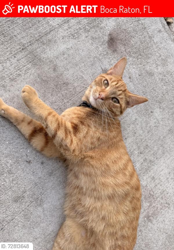 Lost Male Cat last seen Near southwest 65th avenue, Boca Raton, FL 33428