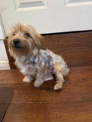 Lost Female Dog last seen 38th st , San Diego, CA 92113