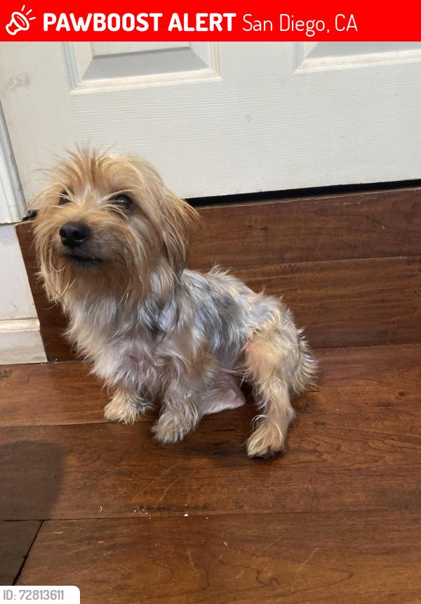 Lost Female Dog last seen 38th st , San Diego, CA 92113