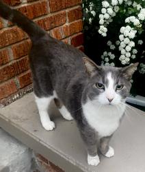 Lost Male Cat last seen 25th & Washington St. (), Lincoln, NE 68502