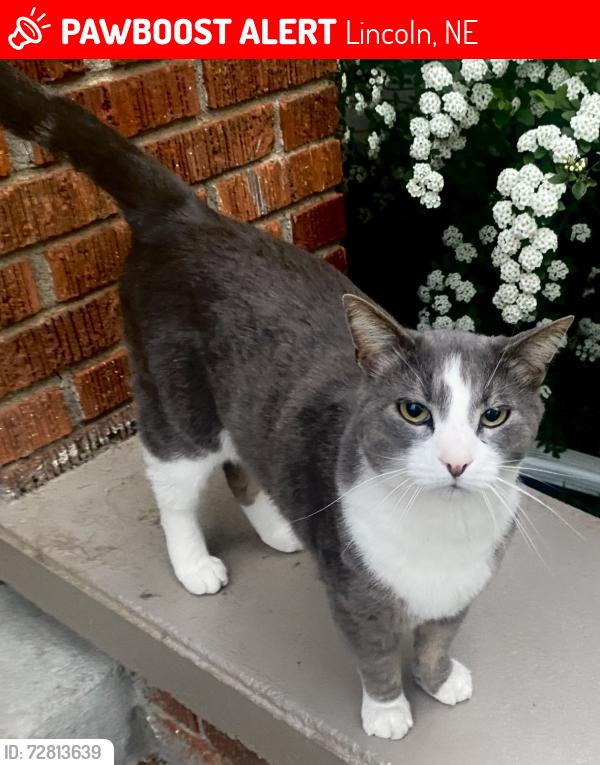 Lost Male Cat last seen 25th & Washington St. (), Lincoln, NE 68502