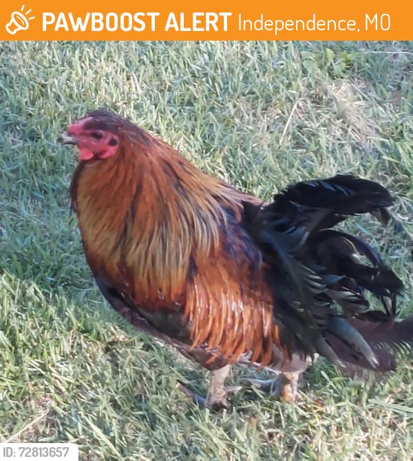 Found/Stray Male Bird last seen Lee’s Summit Rd and Mechanic area, Independence, MO 64050