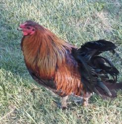 Found/Stray Male Bird last seen Lee’s Summit Rd and Mechanic area, Independence, MO 64050
