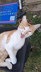 Lost Male Cat last seen Watt and Mayfair, Sacramento, CA 95864