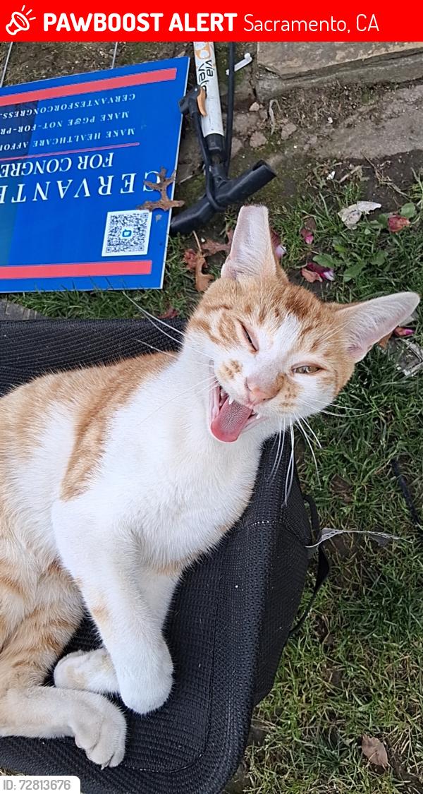 Lost Male Cat last seen Watt and Mayfair, Sacramento, CA 95864