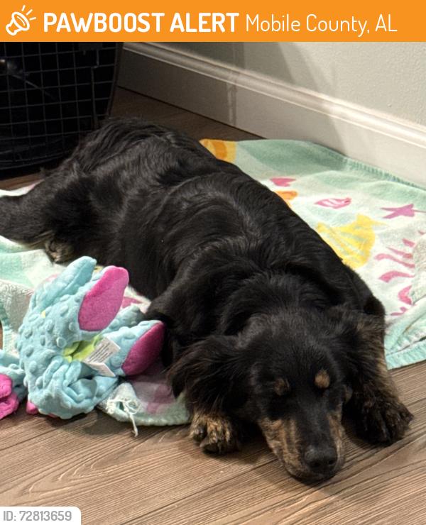 Found/Stray Unknown Dog last seen Miracle League Park, Mobile County, AL 36695