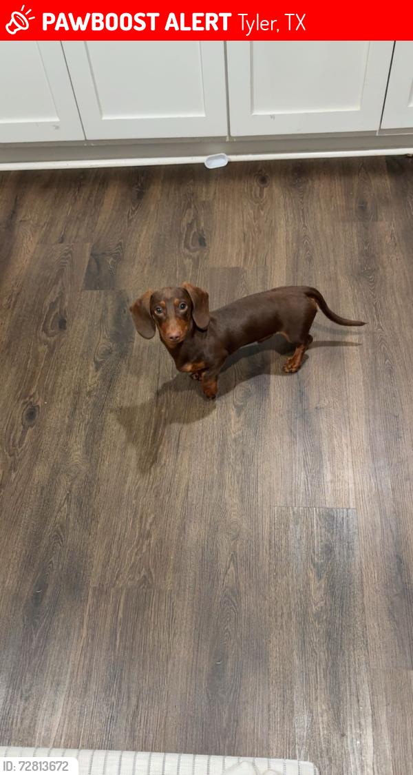 Lost Male Dog last seen Near country road 1125 , Tyler, TX 75709