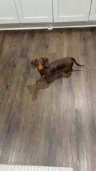 Lost Male Dog last seen Near country road 1125 , Tyler, TX 75709
