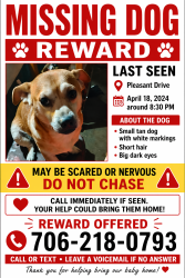 Lost Male Dog last seen W walnut Ave dalton ga , Dalton, GA 30721