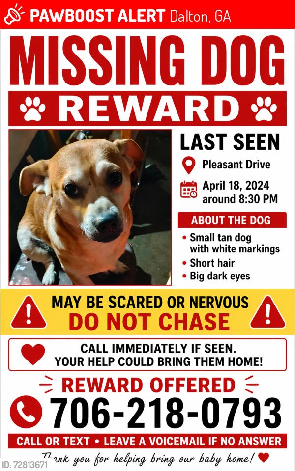 Lost Male Dog last seen W walnut Ave dalton ga , Dalton, GA 30721