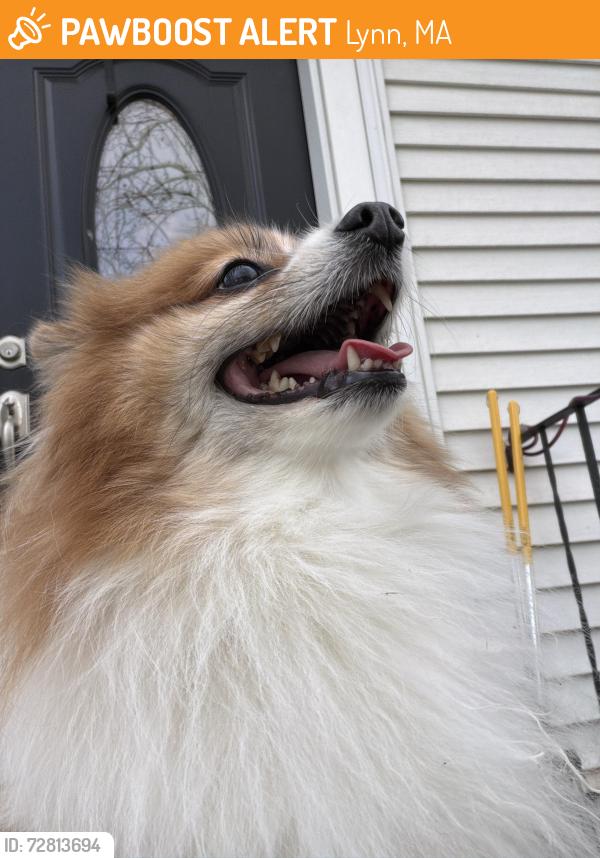 Found/Stray Male Dog last seen Near Broadway , Lynn, MA 01904