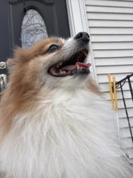 Found/Stray Male Dog last seen Near Broadway , Lynn, MA 01904