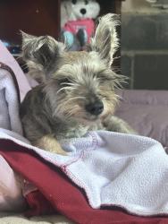 Found/Stray Female Dog last seen Hutto rd, Donna, TX 78537