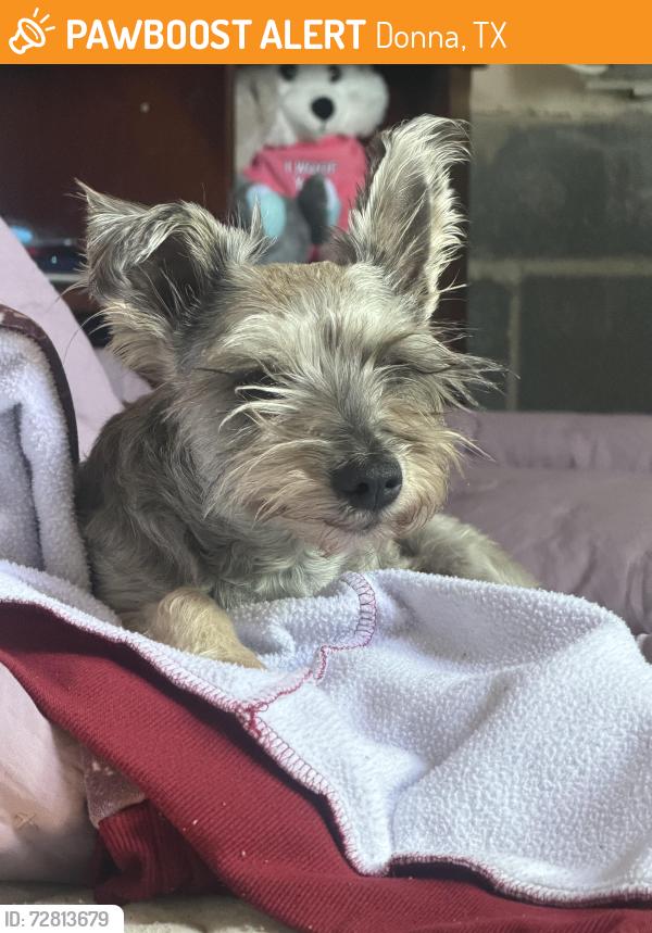Found/Stray Female Dog last seen Hutto rd, Donna, TX 78537