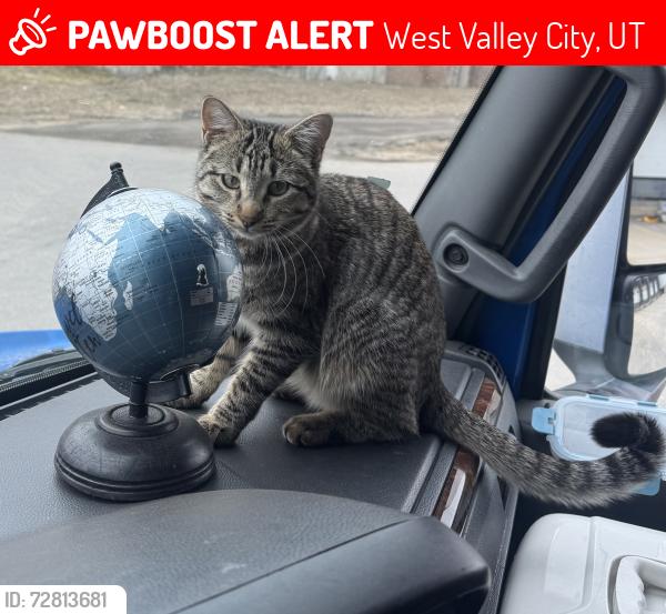 Lost Female Cat last seen Costco DC, West Valley City, UT 84119