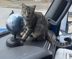 Lost Female Cat last seen Costco DC, West Valley City, UT 84119