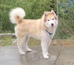 Found/Stray Unknown Dog last seen Deep Creak drive in, Big Bear, CA 92314