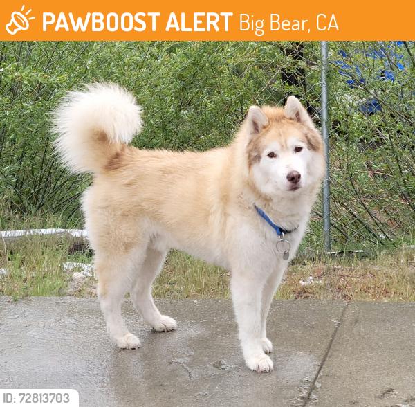 Found/Stray Unknown Dog last seen Deep Creak drive in, Big Bear, CA 92314