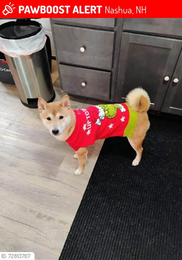 Lost Male Dog last seen Allds st, Nashua, NH 03060