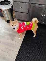 Lost Male Dog last seen Allds st, Nashua, NH 03060