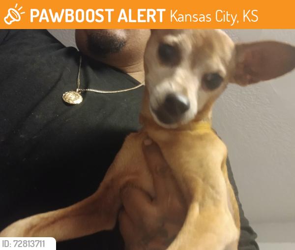 Found/Stray Male Dog last seen 18th st, Kansas City, KS 66103