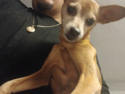 Found/Stray Male Dog last seen 18th st, Kansas City, KS 66103