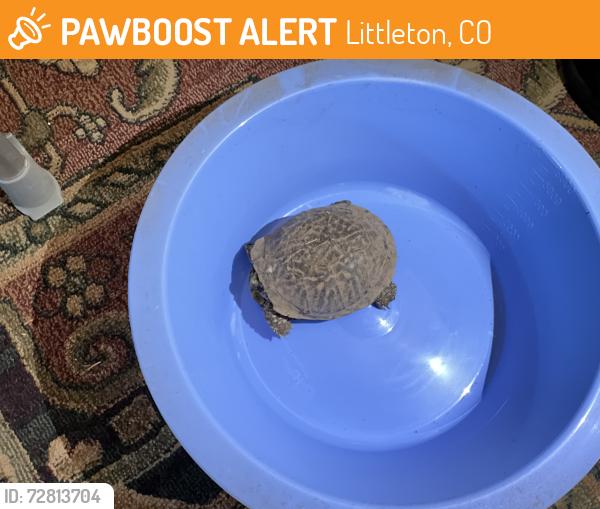 Found/Stray Unknown Reptile last seen Littleton Blvd and Lakeview St, Littleton, CO 80120
