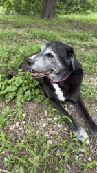 Found/Stray Female Dog last seen South Holiday Campground, Benbrook Lake, Site #1, Fort Worth, TX 76126