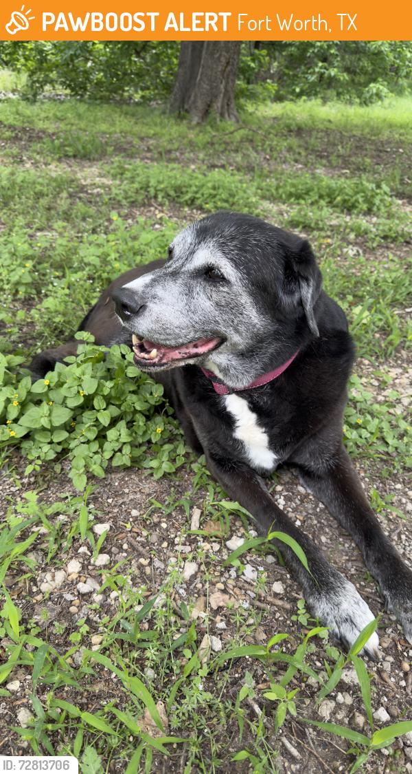 Found/Stray Female Dog last seen South Holiday Campground, Benbrook Lake, Site #1, Fort Worth, TX 76126