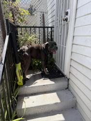 Found/Stray Male Dog last seen Ave 18 and Mozart st , Los Angeles, CA 90031