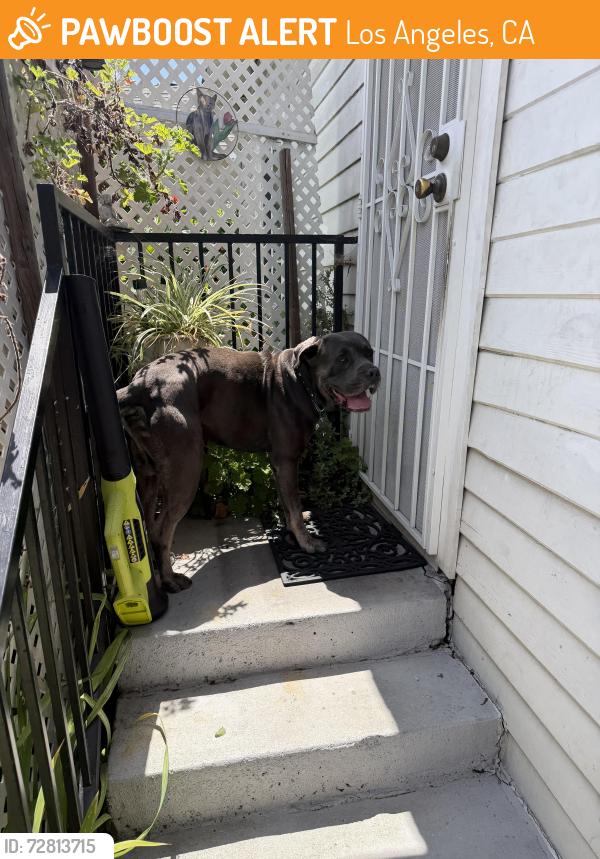 Found/Stray Male Dog last seen Ave 18 and Mozart st , Los Angeles, CA 90031