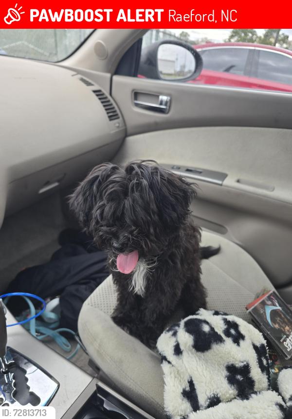 Lost Male Dog last seen Peppertree ln, Raeford, NC 28376