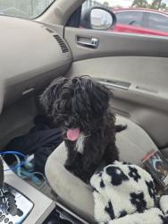 Lost Male Dog last seen Peppertree ln, Raeford, NC 28376