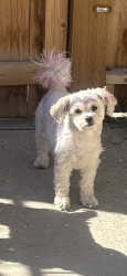 Lost Female Dog last seen Santa fe and 4th street , Albuquerque, NM 87102