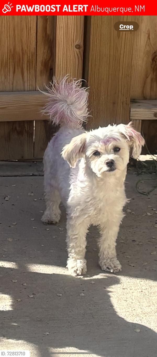 Lost Female Dog last seen Santa fe and 4th street , Albuquerque, NM 87102