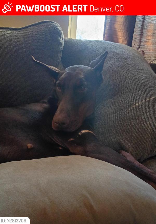 Lost Female Dog last seen Near tejon Street near chaffee park, Denver, CO 80223